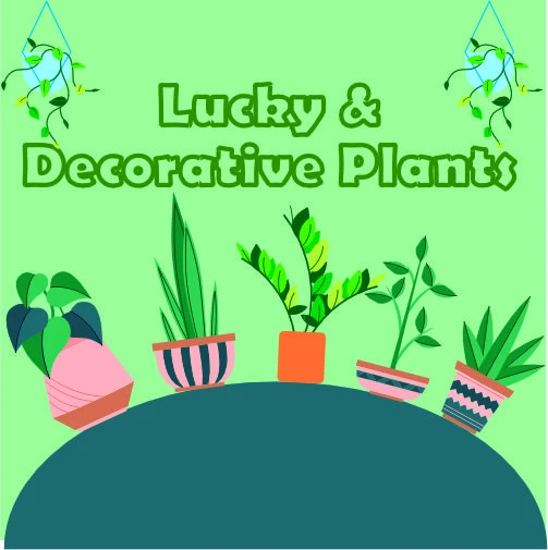 Lucky & Decorative Plants