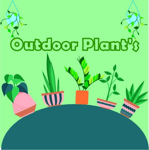 Outdoor Plants